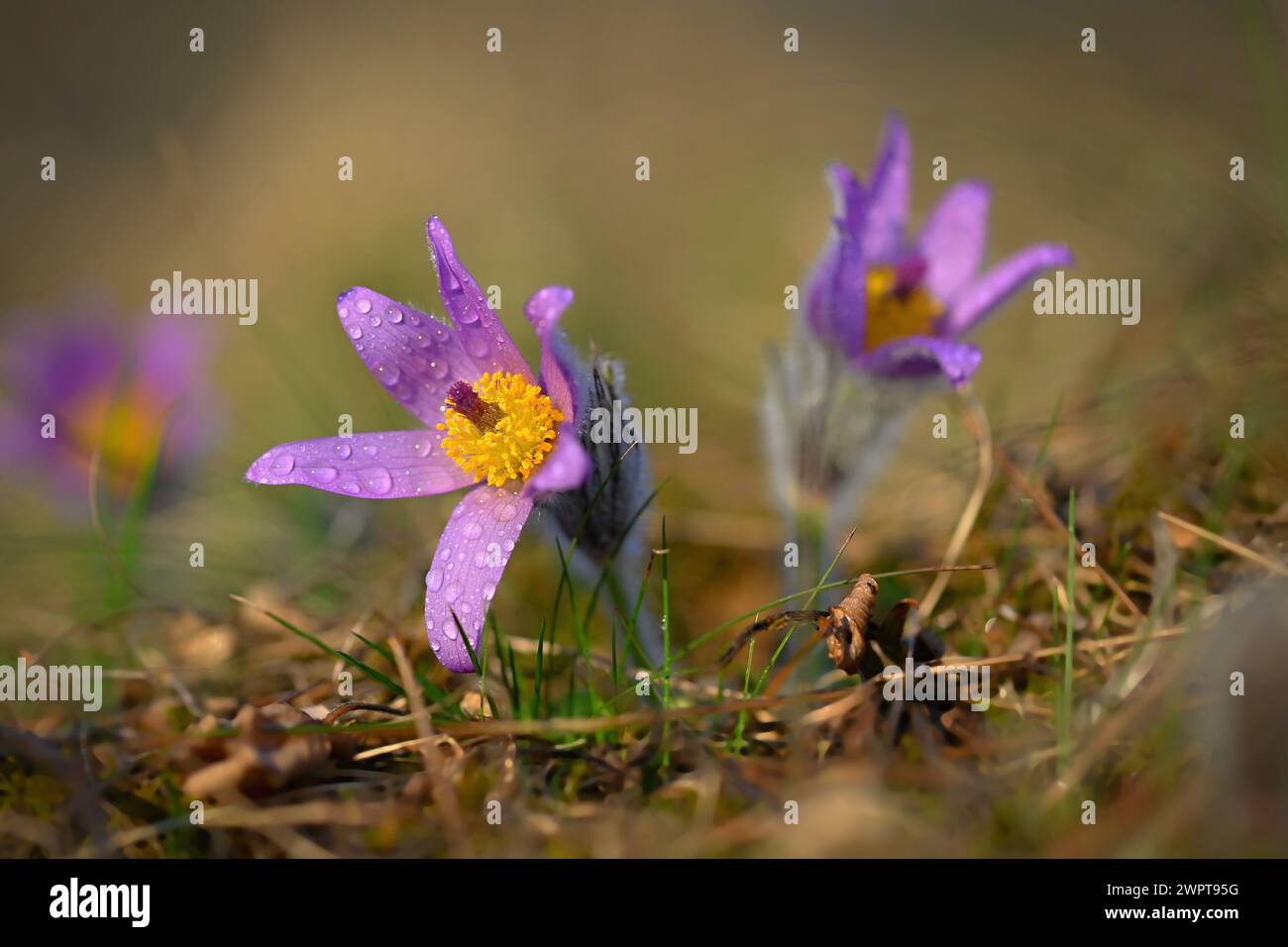 Spring background with flower. Beautiful nature at sunset in spring time. Pasque flower (Pulsatilla grandis) Stock Photo