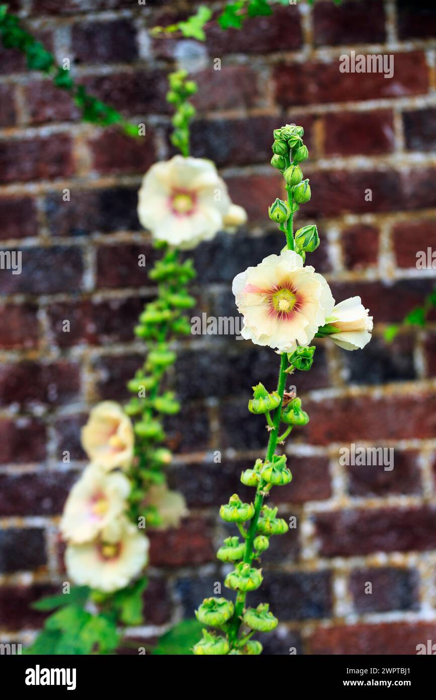 Yellow flowering hollyhocks (Alcea rosea) on a house facade, Down House ...