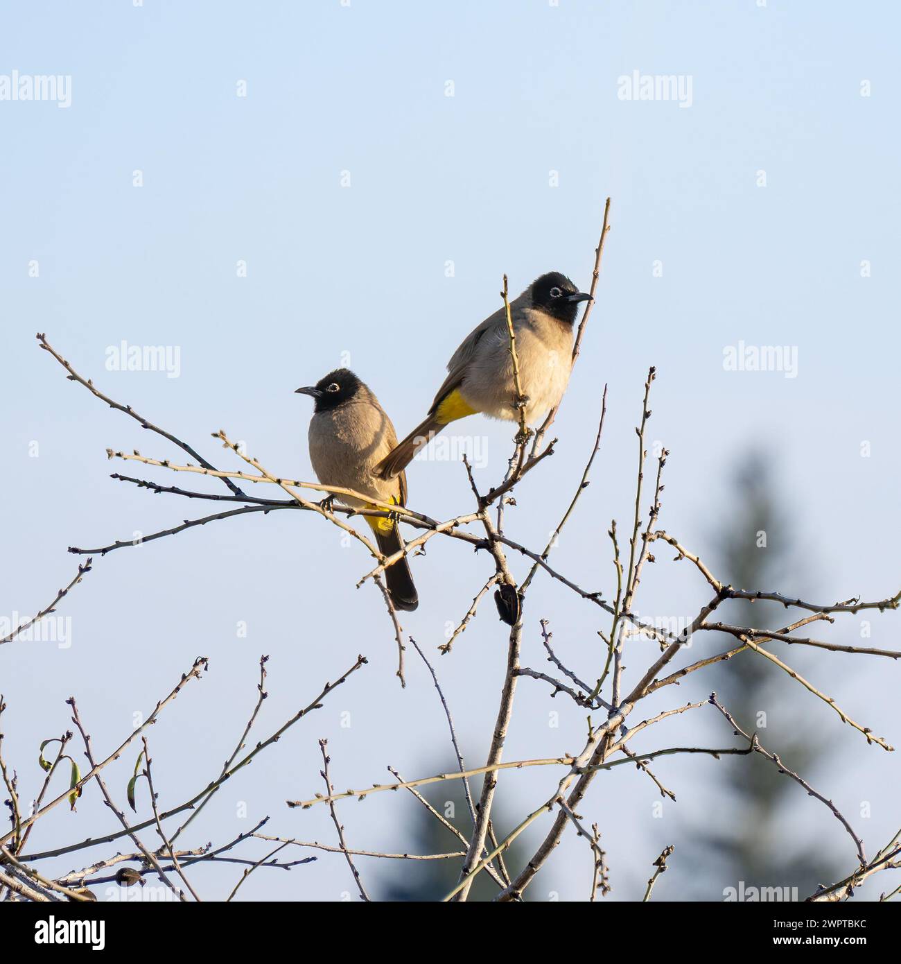Two White Spectacled Bulbuls perched on an almond tree branches on a sunny day. Bulbuls almost always live in pairs. Stock Photo