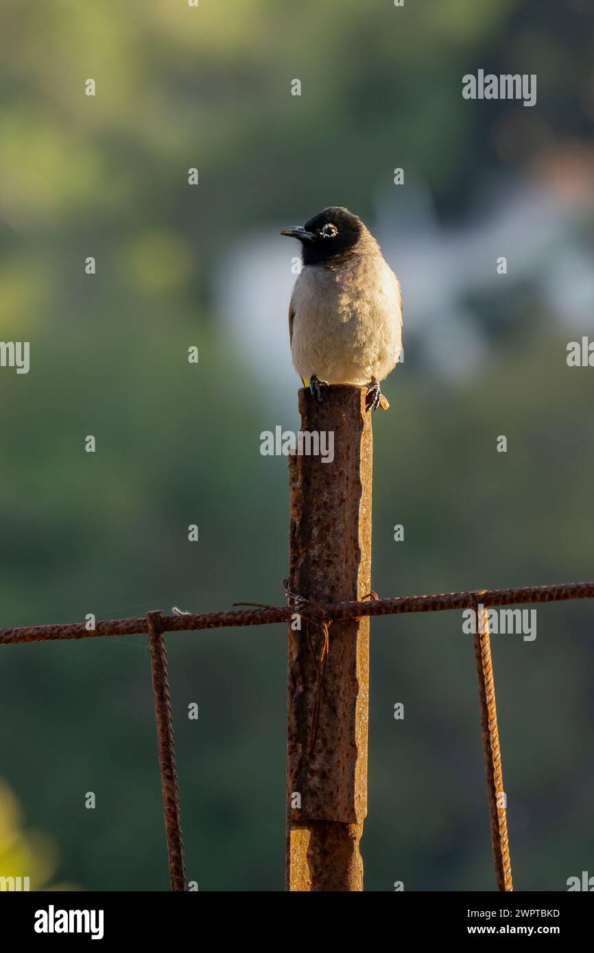 A white spectacled bulbul perched on a metal fence post in the sunlight. Stock Photo