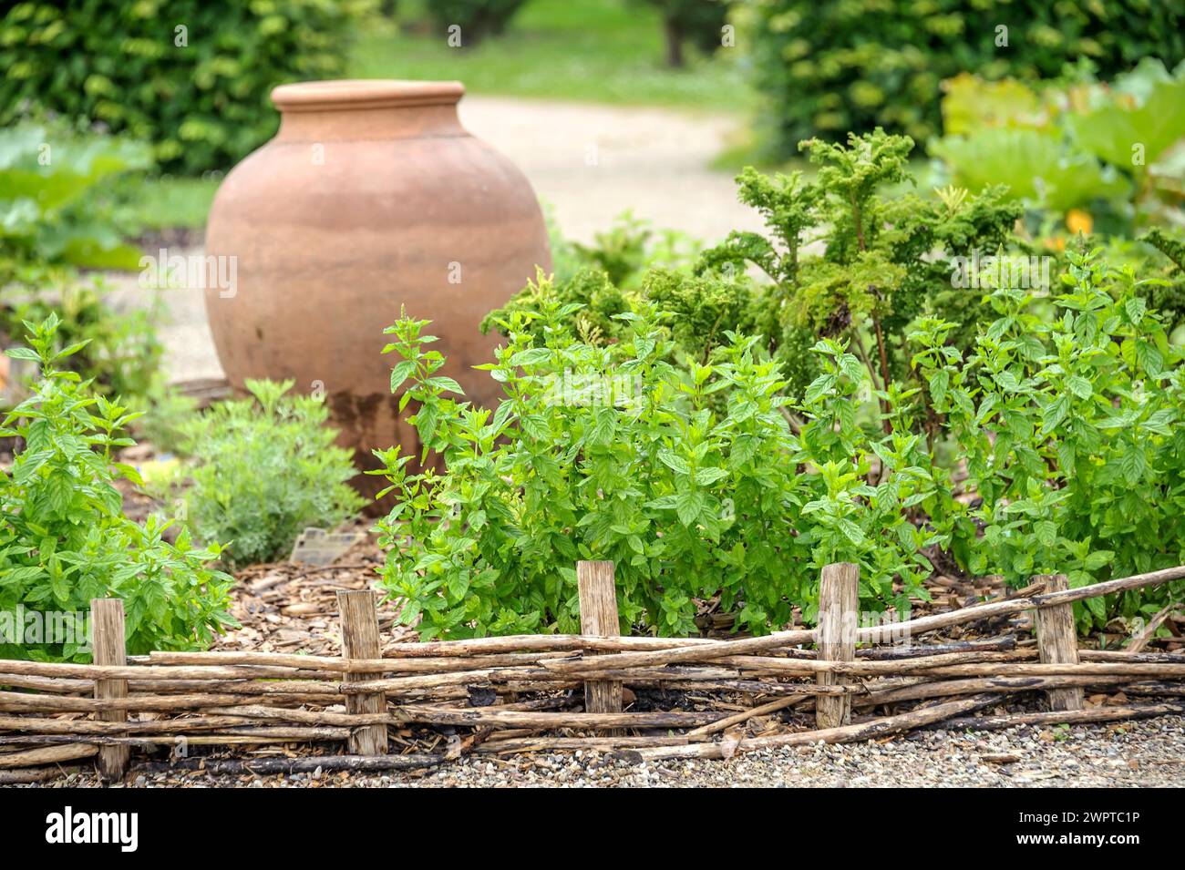 Spearmint (Mentha spicata 'Crispa'), Garden of Marihn, Marihn, Mecklenburg-Vorpommern, Germany Stock Photo