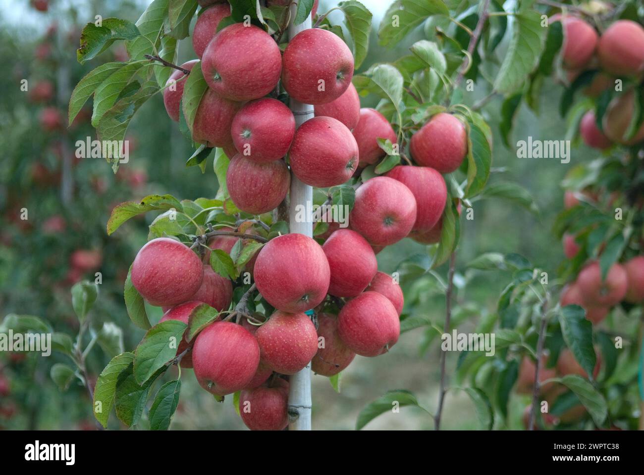 Apple (Malus domestica EVELINA), Bundessorteamt, testing centre Wurzen, Wurzen, 81 Stock Photo