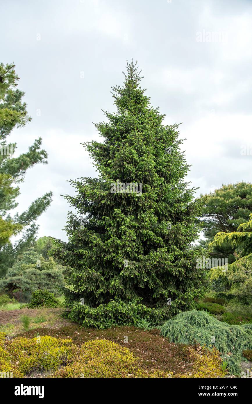 Oriental spruce (Picea orientalis), Pruhonice Dendrological Garden, Czech Republic Stock Photo
