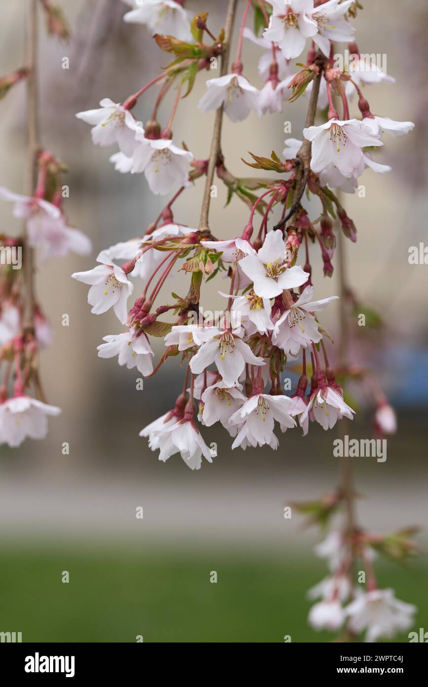 Hanging Yoshino Cherry (Prunus x yedoensis 'Ivensii'), Germany Stock ...