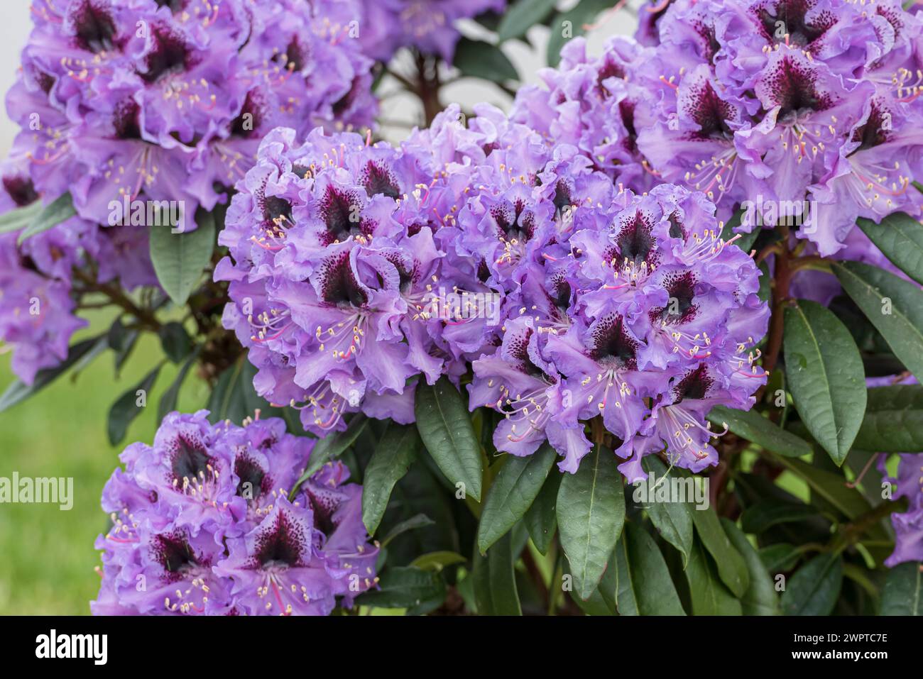 Large-flowered rhododendron hybrid (Rhododendron 'Metallica'), Czornebohstrasse, Germany Stock Photo