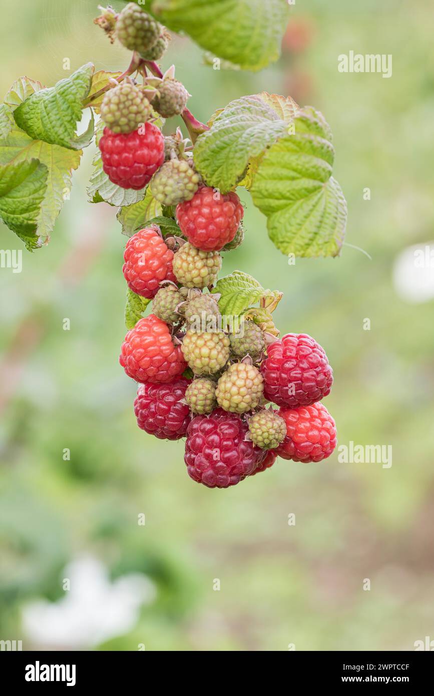 Raspberry (Rubus idaeus 'Resa'), Bundessortenamt Pruefstelle Wurz, Germany Stock Photo