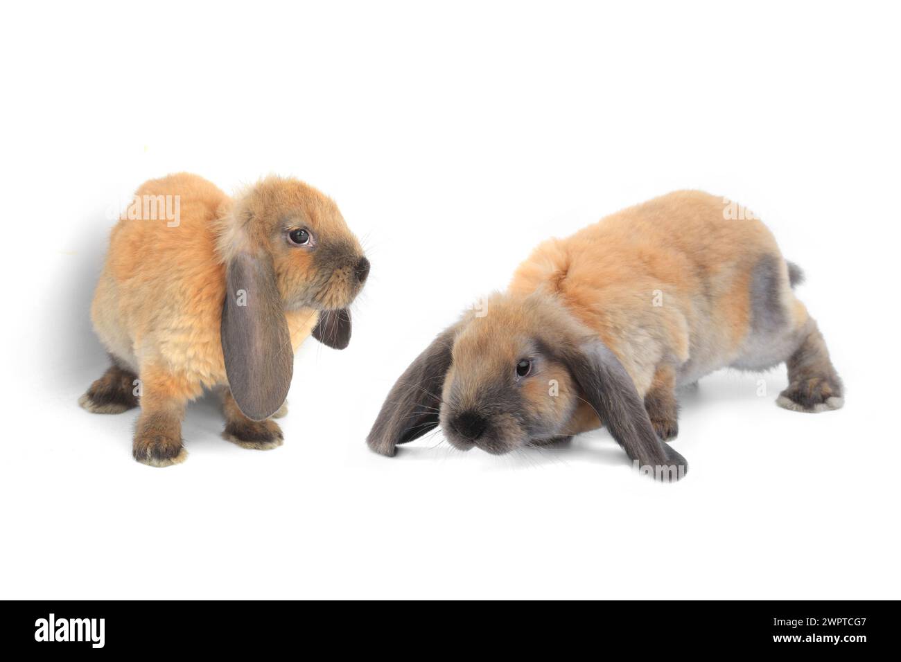 Two Rabbit Alamy two brown rabbit on a white background Stock Photo - Alamy