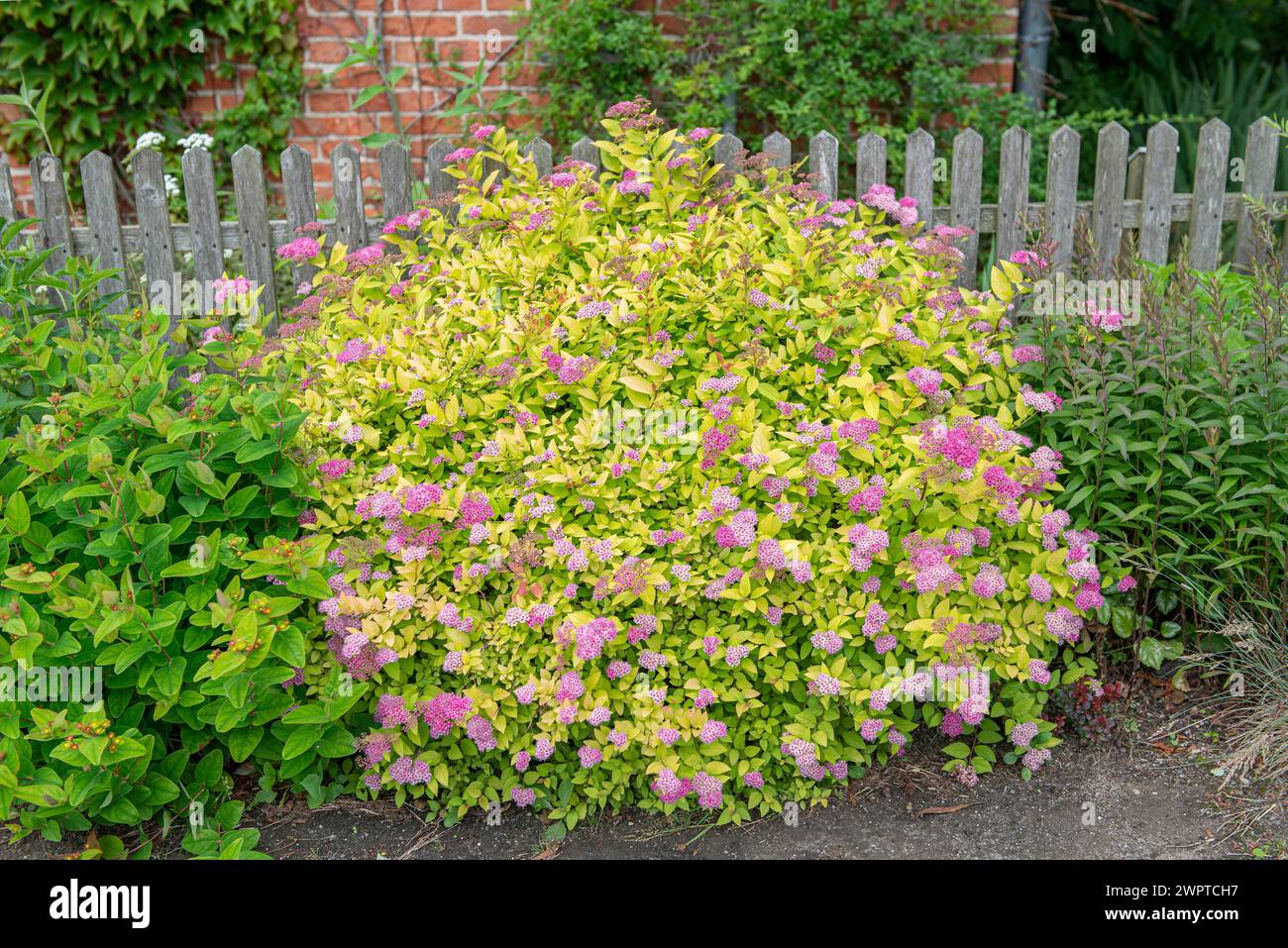 Sweetgum (Spiraea japonica 'Golden Princess'), Germany Stock Photo