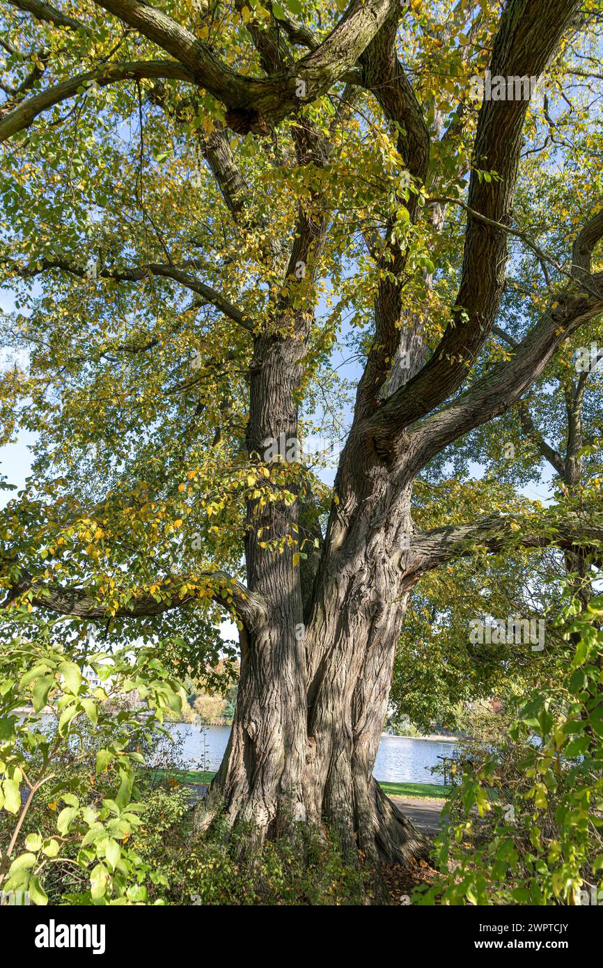 Fluttering elm (Ulmus laevis), Treptower Park Berlin, Treptower Park, Germany Stock Photo