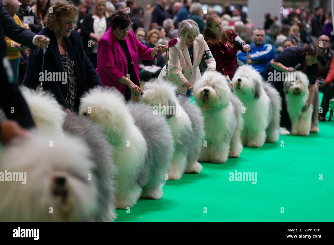 Handlers with their Old English Sheepdog in the show ring during day three at the Crufts Dog Show at the National Exhibition Centre (NEC) in Birmingham. Picture date: Saturday March 9, 2024. Stock Photo