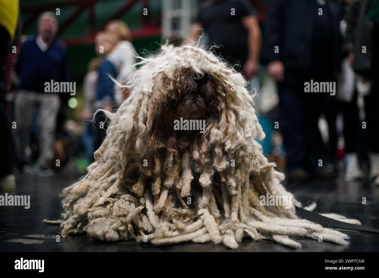 A Hungarian Puli during day three at the Crufts Dog Show at the National Exhibition Centre (NEC) in Birmingham. Picture date: Saturday March 9, 2024. Stock Photo