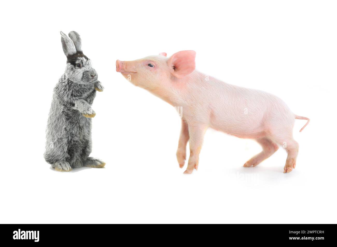 pig and rabbit on a white background. studio Stock Photo - Alamy