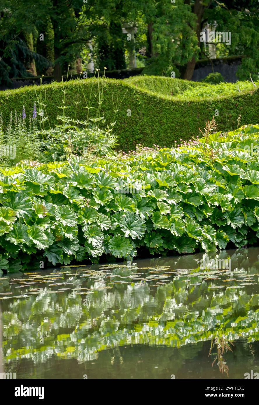 Table leaf (Astilboides tabularis), Arcen Castle Gardens, Arcen, Limburg, Netherlands Stock