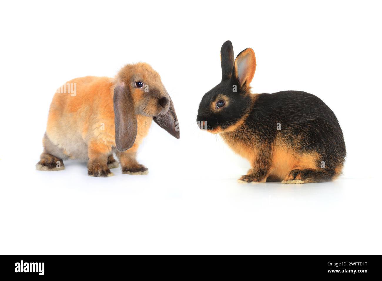 Two Rabbit Alamy two brown rabbit on a white background Stock Photo - Alamy