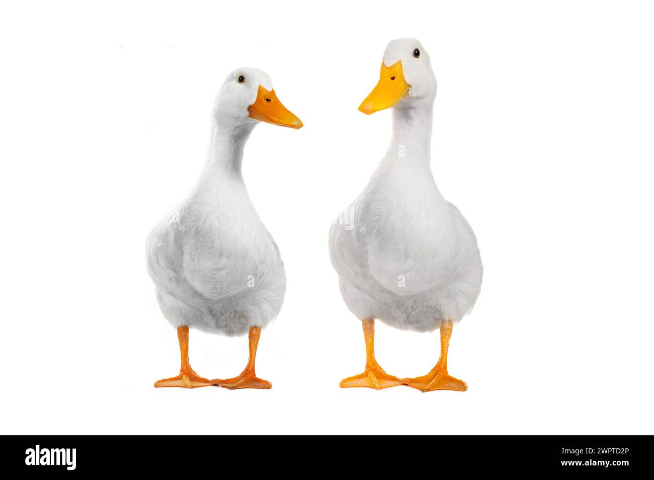 two duck on a white background Stock Photo - Alamy