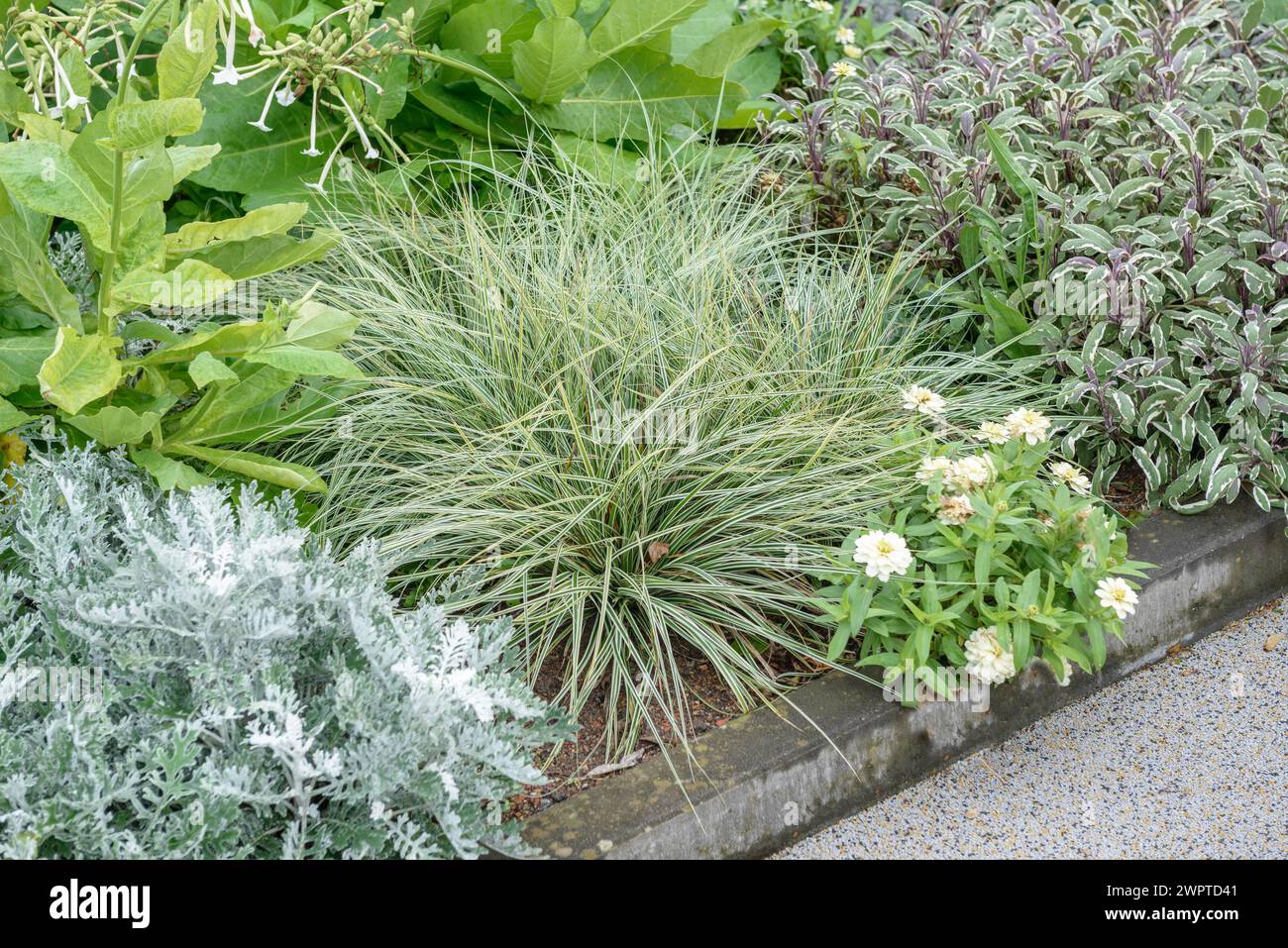 Japanese sedge (Carex oshimensis EVEREST), Federal Garden Show Havelregion 2015, Rathenow, Brandenburg, Germany Stock Photo