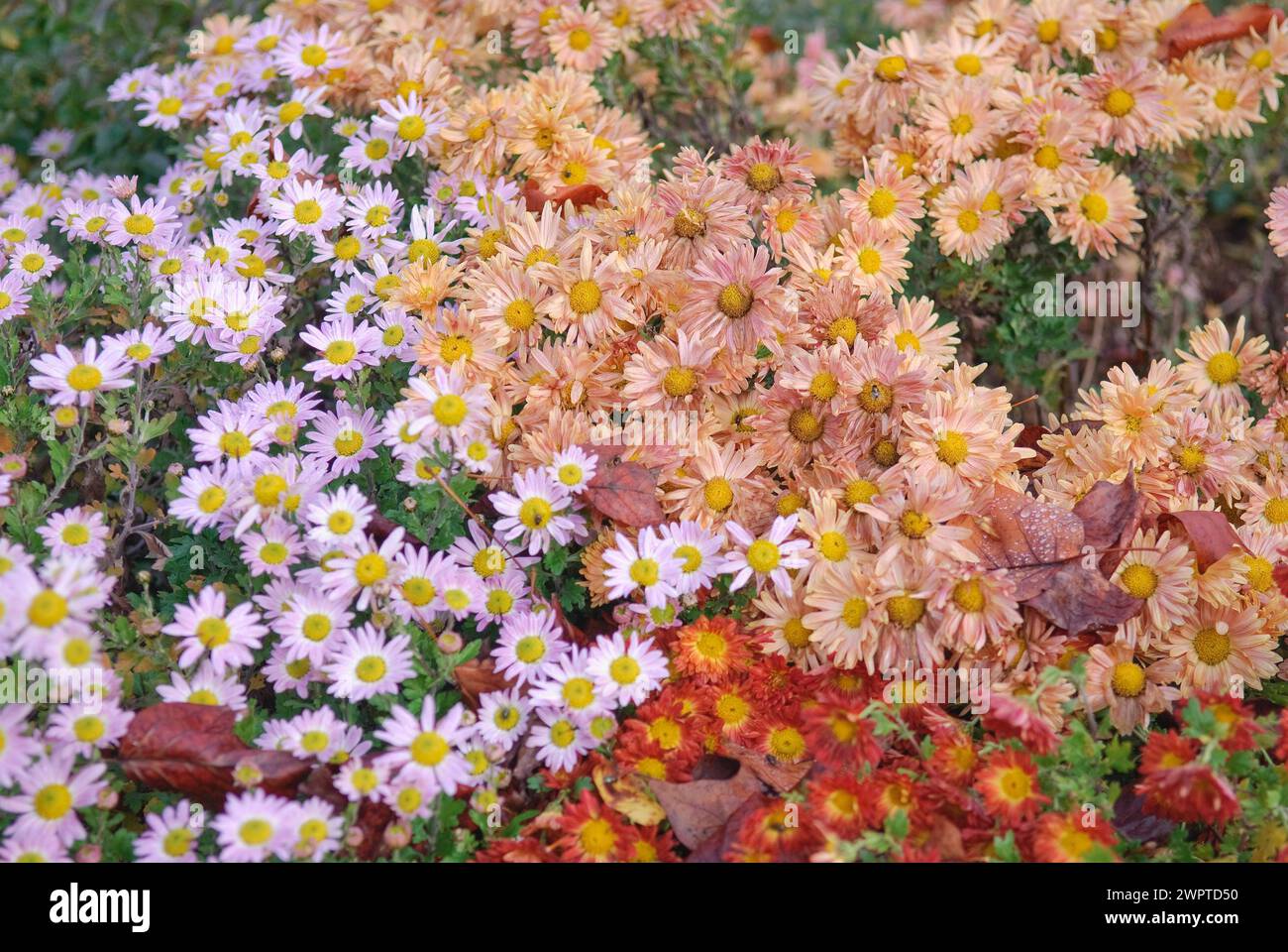 Chrysanthemum (Chrysanthemum 'Kleiner Bernstein'), Chrysanthemum (Chrysanthemum 'Hebe'), Chrysanthemum (Chrysanthemum 'Rumpelstiltskin'), Marquardt Stock Photo