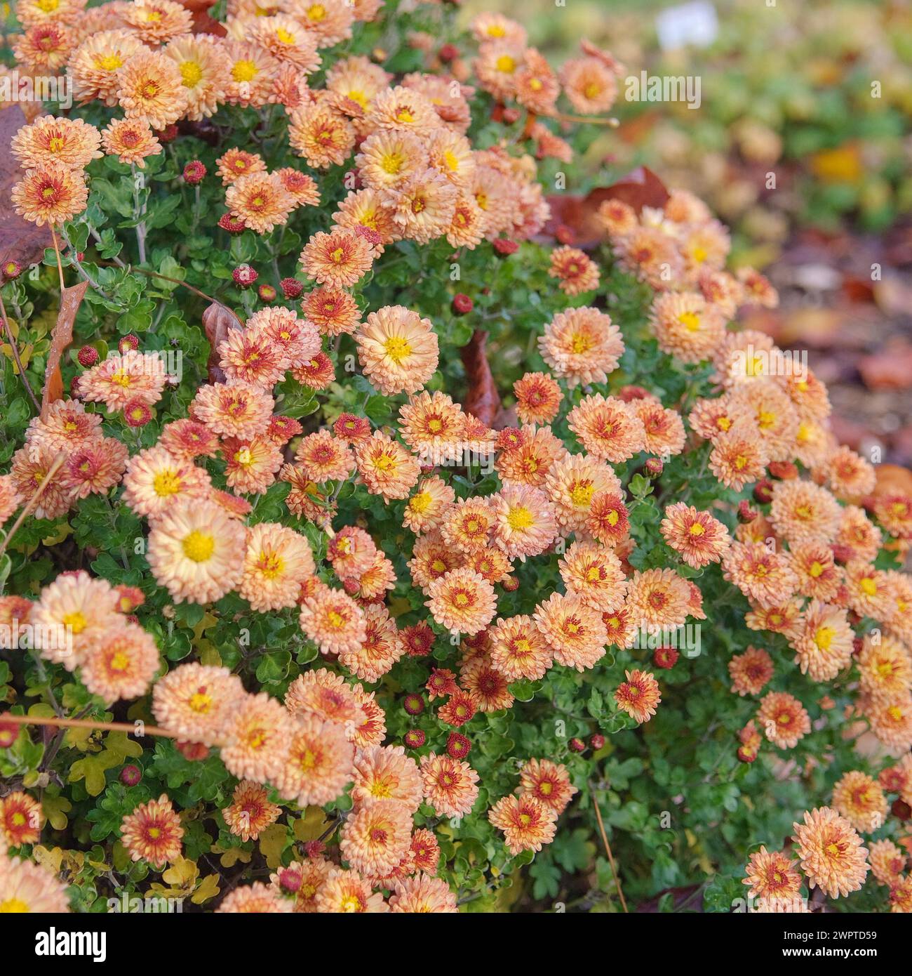 Chrysanthemum (Chrysanthemum 'Herbstbrokat'), Marquardt, 81 Stock Photo