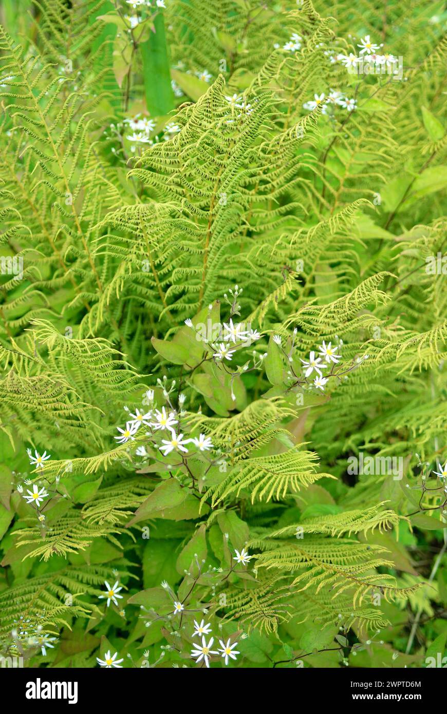 Male-fern (Dryopteris filix-mas), veil aster (Aster cordifolius 'Silver Spray'), mountain garden, Lower Saxony, Germany Stock Photo
