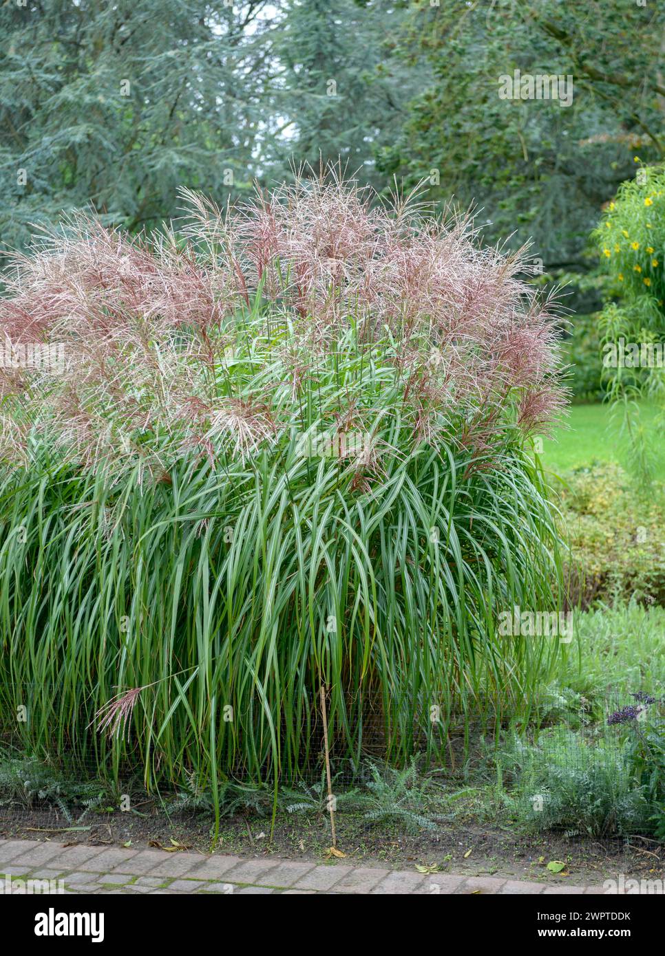 Chines Reeds Chinese reed (Miscanthus sinensis 'Malepartus' Stock Photo - Alamy
