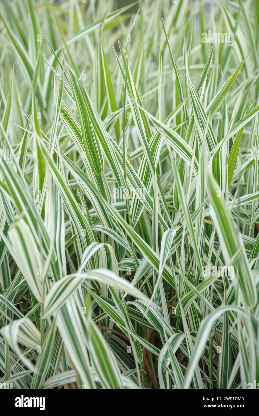 Reed canary grass (Phalaris arundinacea 'Dwarf Garters') Stock Photo