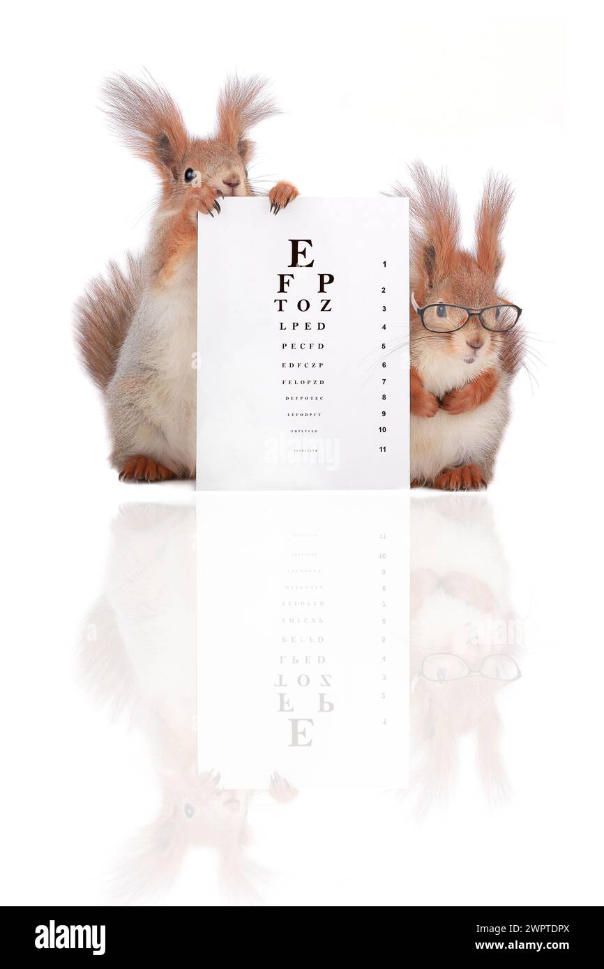 two squirrels with with the optometric table on a color background Stock Photo