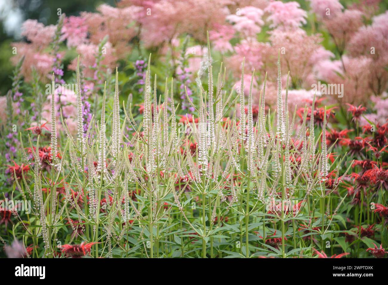 Candelabra speedwell (Veronicastrum virginicum 'Diana'), reed nettle (Monarda 'Squaw'), meadowsweet (Filipendula rubra 'Venusta'), Moorriem Garden Stock Photo