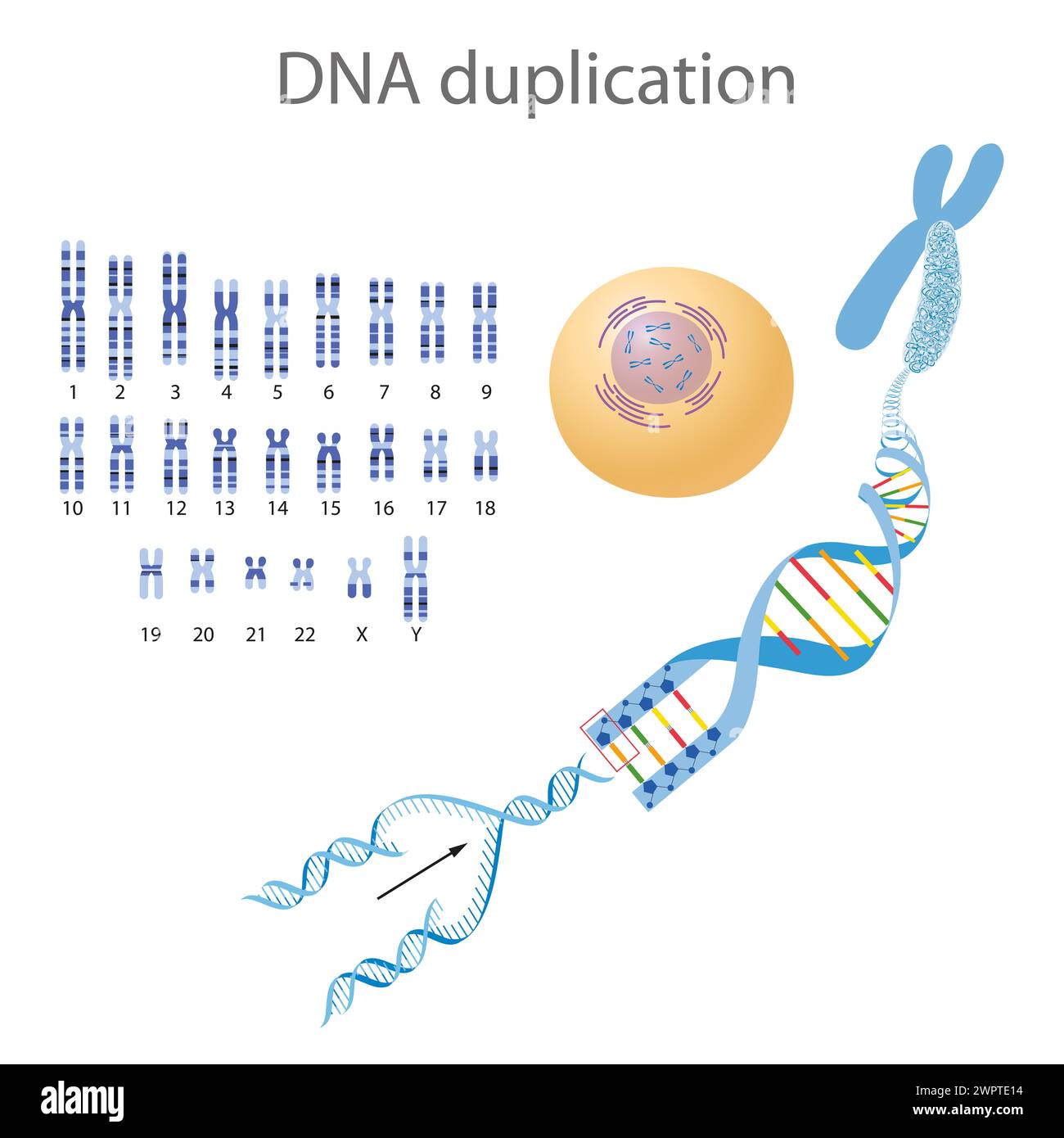 DNA structure and replication illustration Stock Photo - Alamy
