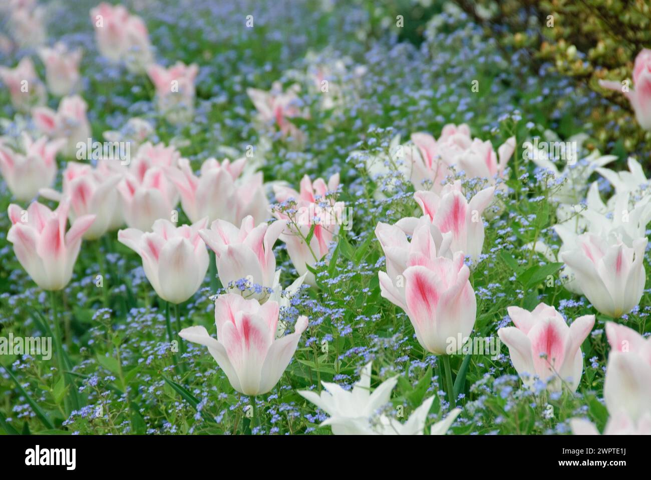 Tulip bed (Tulipa 'Holland Chic'), creeping navelwort (Omphalodes verna), Hotel Bellevue, Dresden, 81 Stock Photo