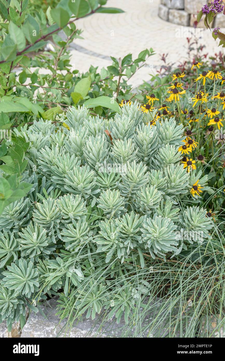 Mediterranean spurge (Euphorbia characias SILVER SWAN), Hesse State Garden Show, Giessen, Hesse, Germany Stock Photo
