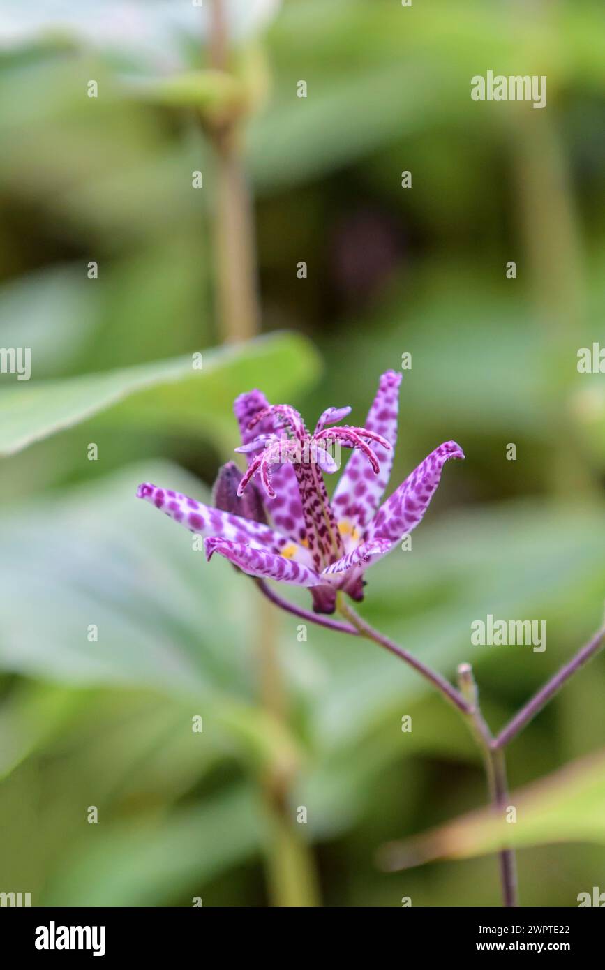 Toad lily (Tricyrtis formosana), Treptower Park, Hanover, Lower Saxony, Germany Stock Photo
