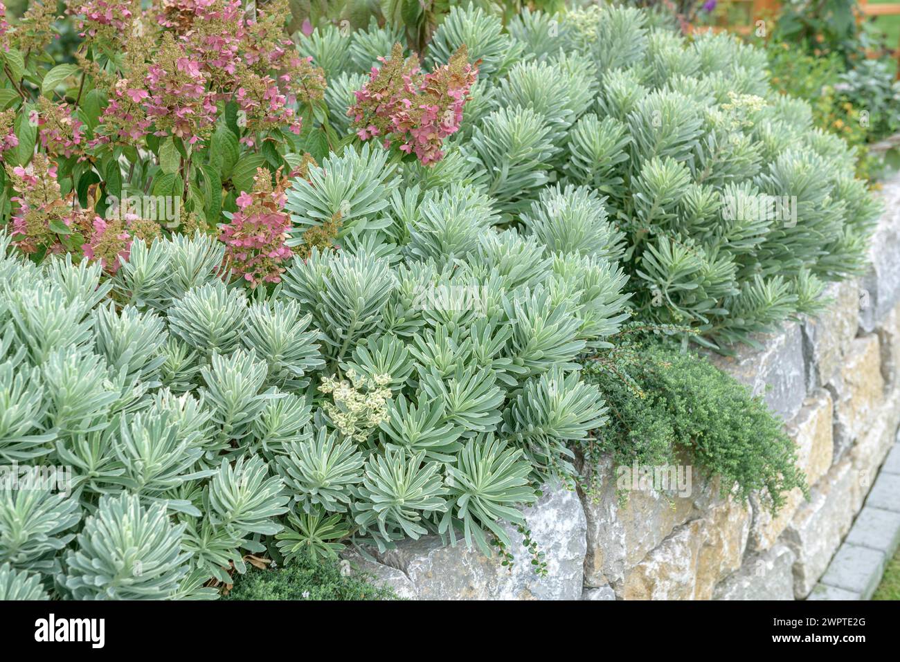 Mediterranean spurge (Euphorbia characias SILVER SWAN), Hesse State Garden Show, Giessen, Hesse, Germany Stock Photo
