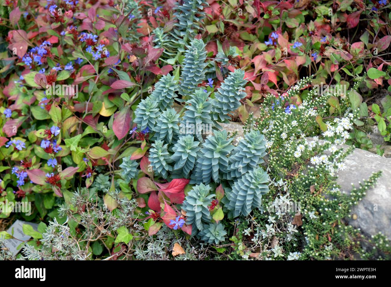 Myrtle spurge (Euphorbia myrsinites), (Ceratostigma plumbaginoides), Foerster-Garten Potsdam-Bornim, Foerster-Garten, Potsdam, Brandenburg, Germany Stock Photo