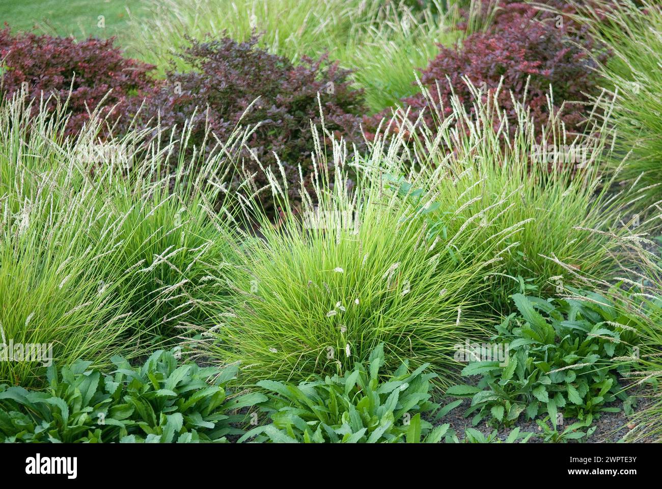 Autumn head grass (Sesleria autumnalis), EGA-Park, Erfurt, 81 Stock Photo