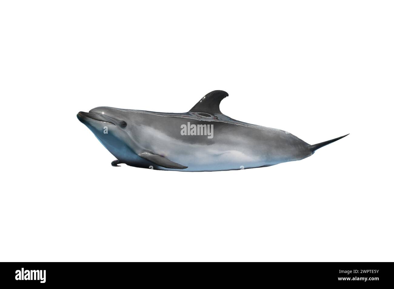 dolphin isolated on a white background Stock Photo - Alamy