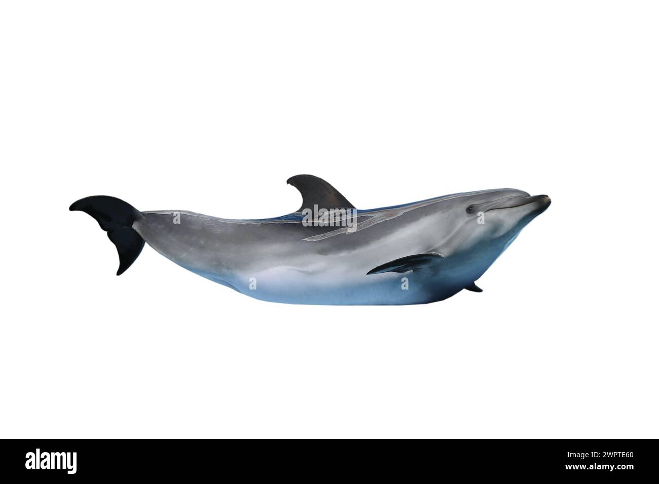 dolphin isolated on a white background Stock Photo - Alamy