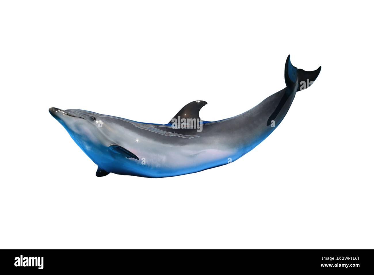dolphin isolated on a white background Stock Photo - Alamy