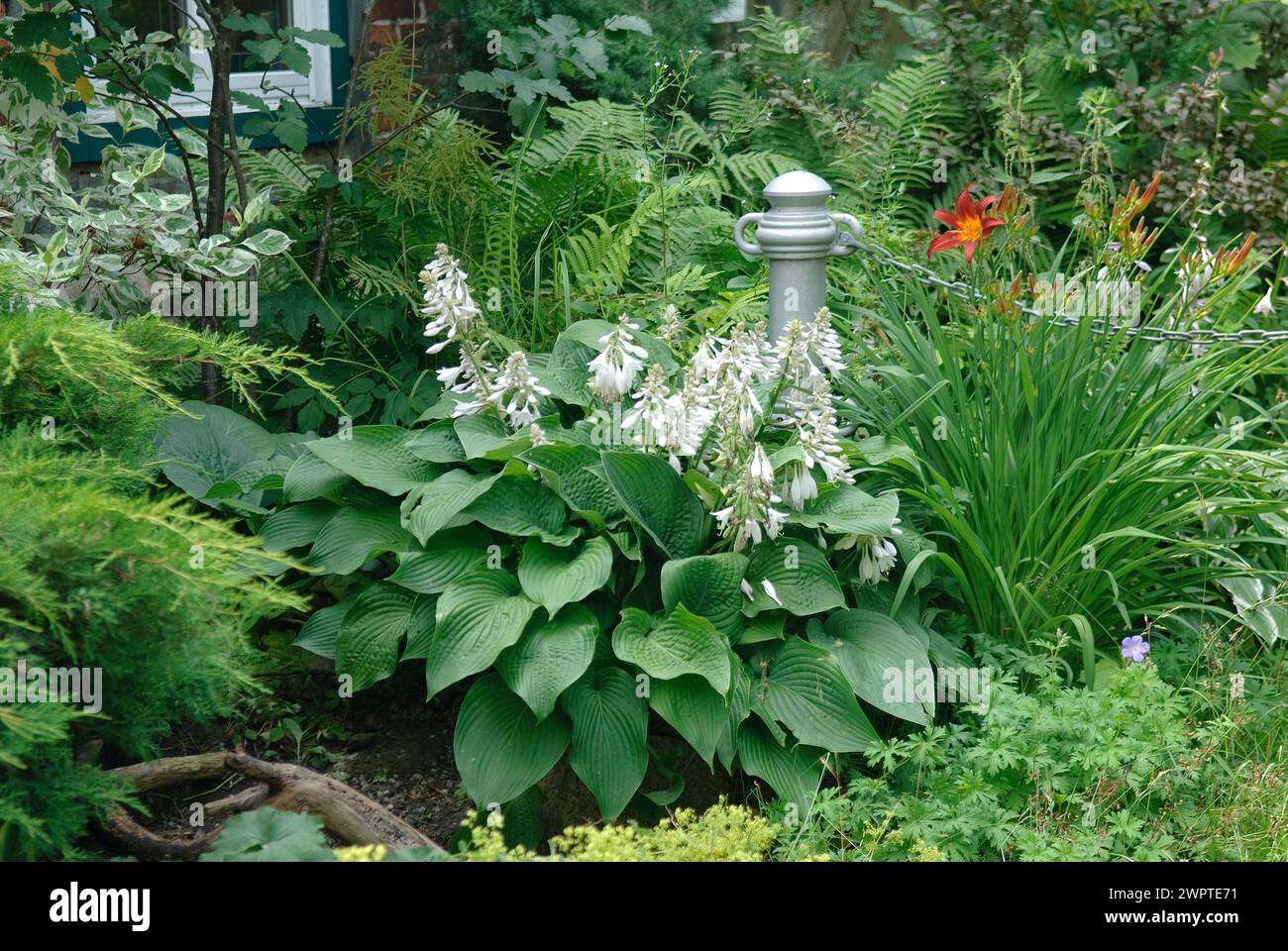 Perennial and woody border (Hosta ventricosa), Oberfoell, glass art, garden architecture, Zuetzen, 81 Stock Photo
