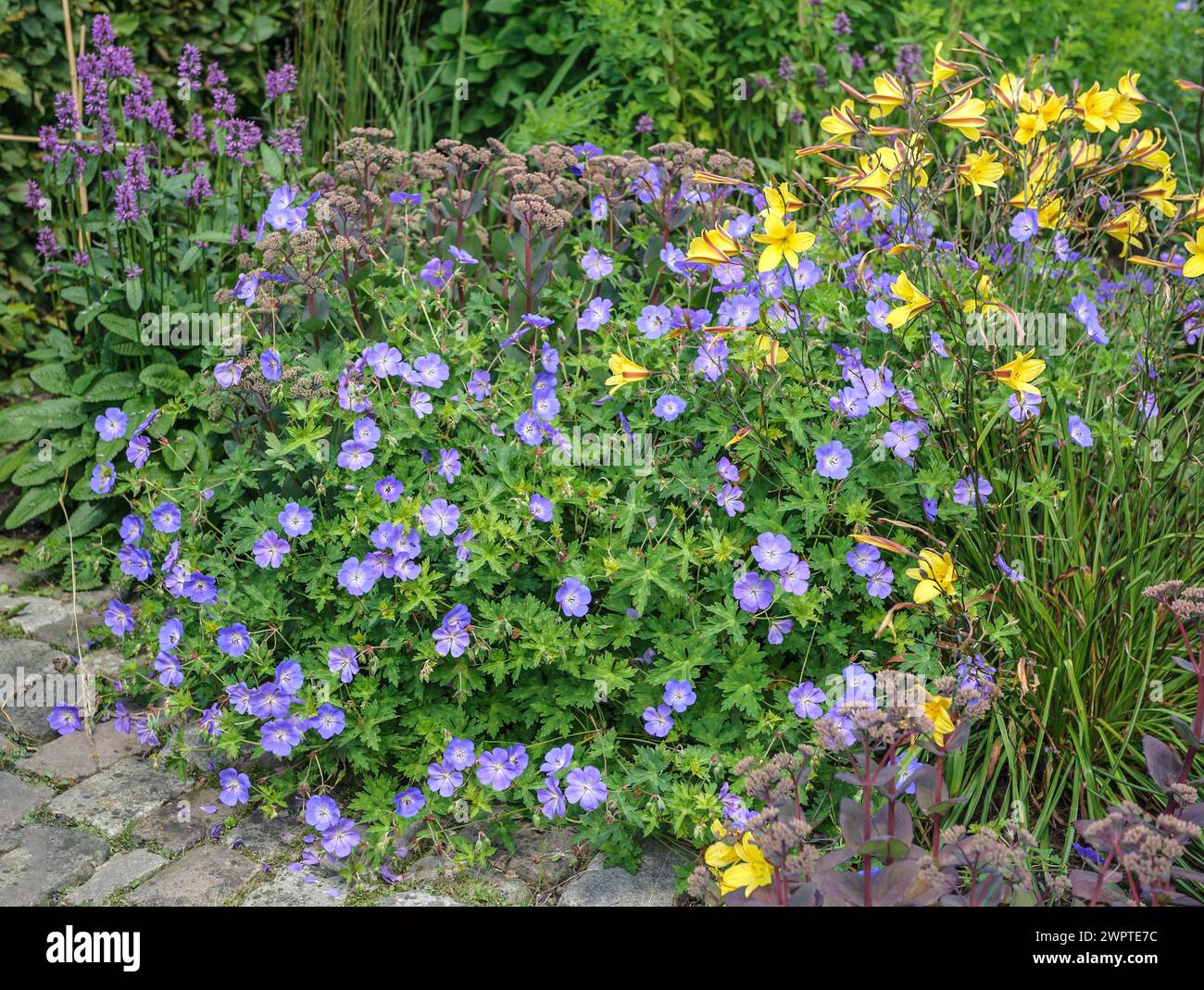 Cranesbill (Geranium ROZANNE), Moorriem Garden, Elsfleth, Lower Saxony, Germany Stock Photo