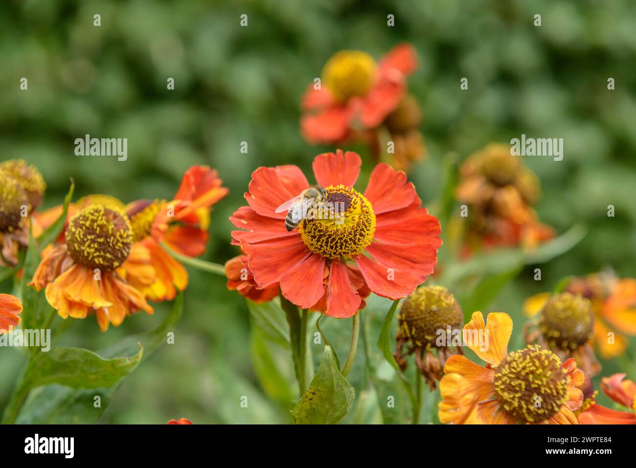 Sunflower (Helenium 'Baudirektor Linne'), Federal Garden Show Havelregion 2015, Rathenow, Brandenburg, Germany Stock Photo
