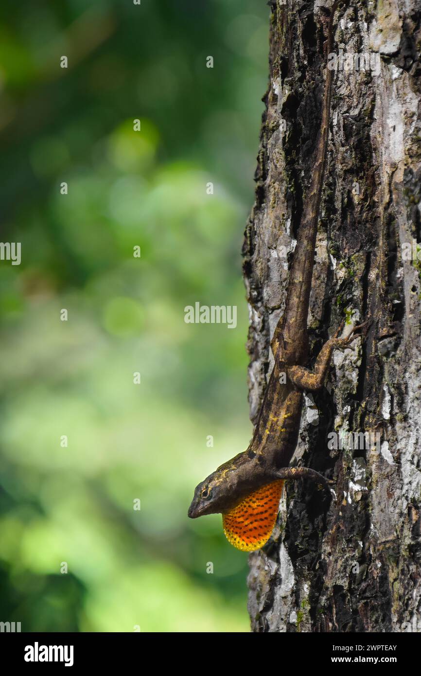 A close-up of a brown anole (Anolis Sagrei) with it's dewlap open, bokeh green background, copy space Stock Photo