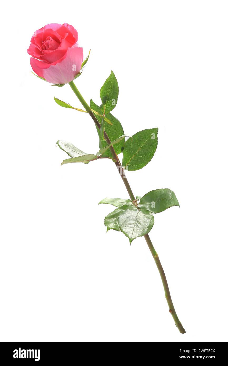 Rose tree isolated hi-res stock photography and images - Alamy