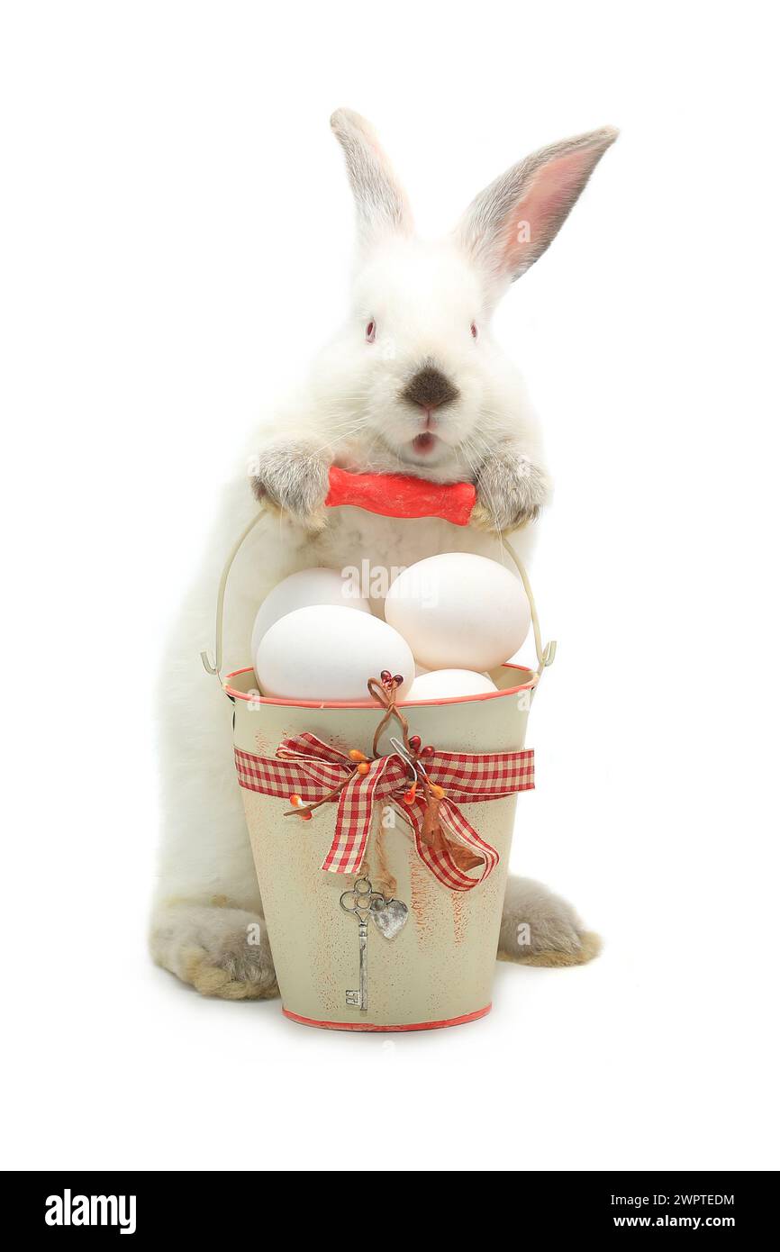 White rabbit near bucket hi-res stock photography and images - Alamy