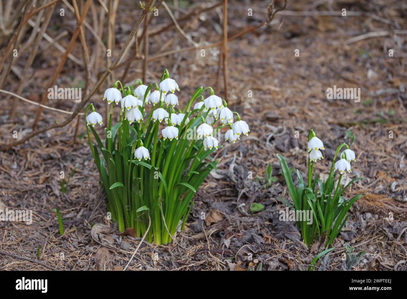 Spring snowflake (Leucojum vernum), An den Dorfwiesen 9, Laussnitz, Saxony, Germany Stock Photo