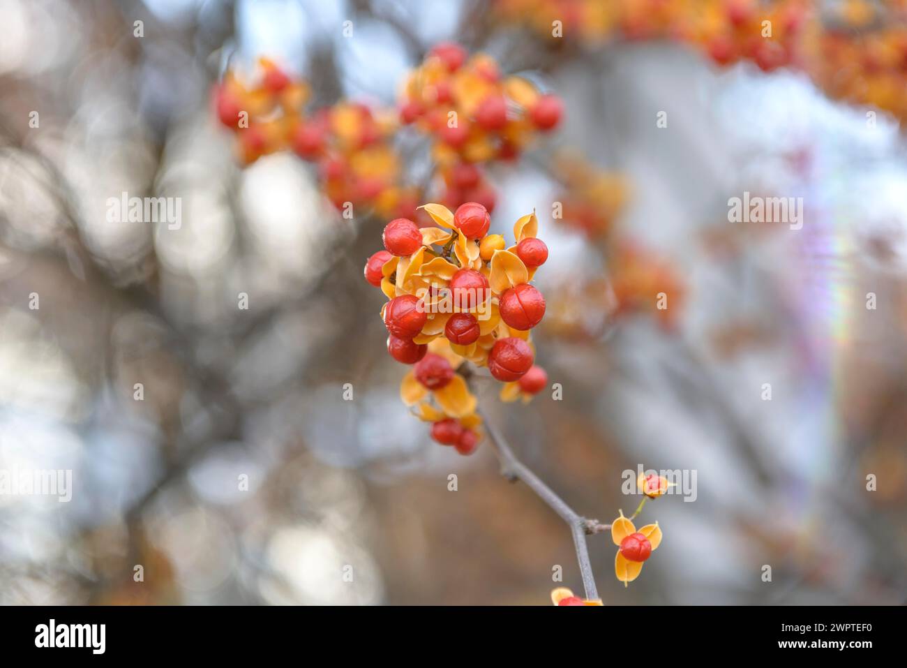 Tree shrike (Celastrus rosthornianus), Pruhonice Dendrological Garden, Pruhonice, Prague, Czech Republic Stock Photo