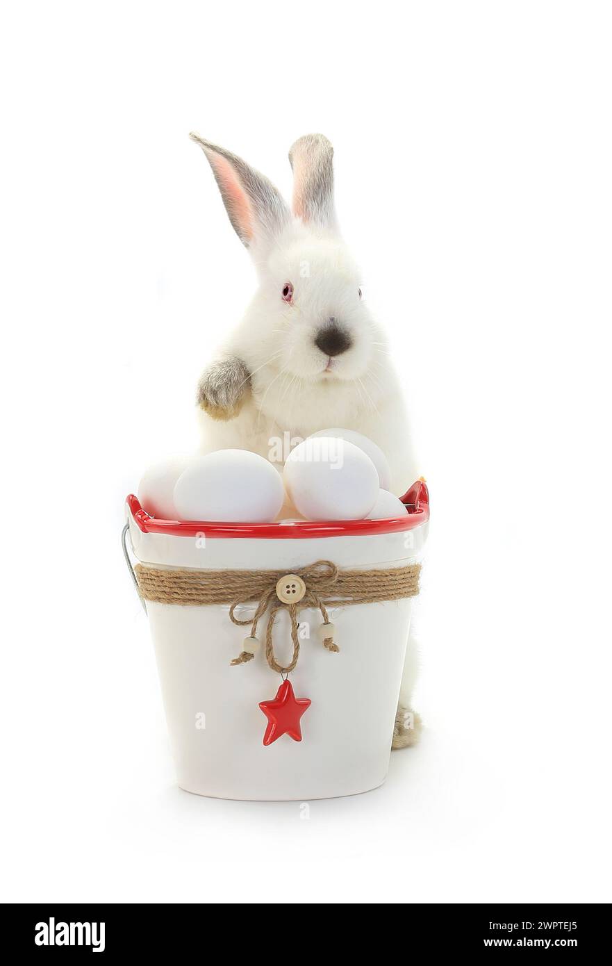 White rabbit near bucket hi-res stock photography and images - Alamy