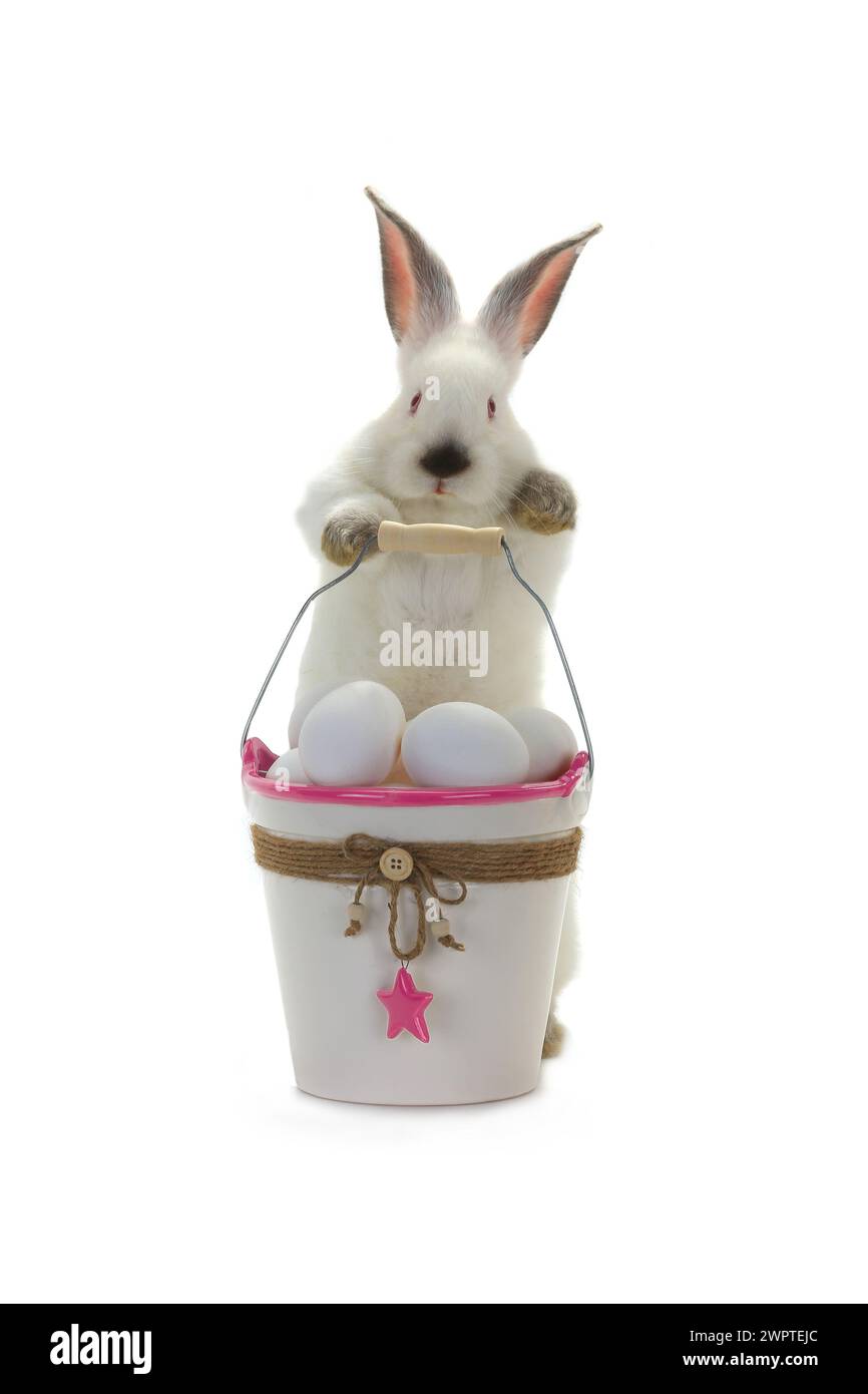 White rabbit near bucket hi-res stock photography and images - Alamy