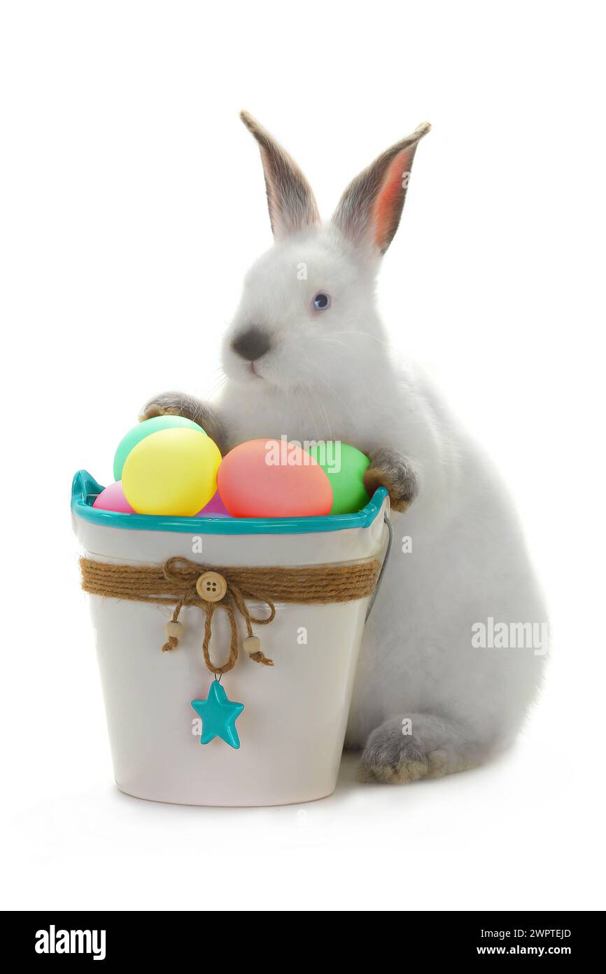 White rabbit near bucket hi-res stock photography and images - Alamy