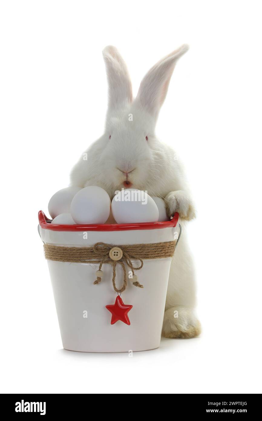 White rabbit near bucket hi-res stock photography and images - Alamy
