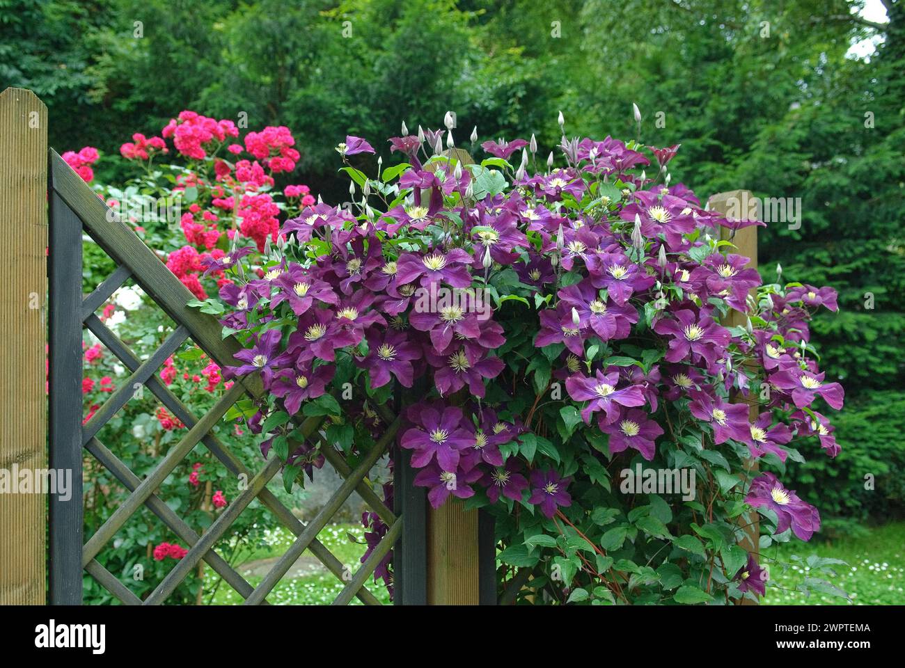 Large-flowered clematis (Clematis 'The Vagabond'), 81 Stock Photo
